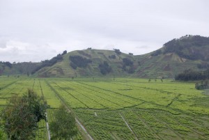 Tee Plantage im District Rubavu