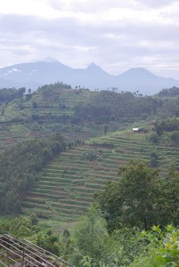 Terrassen Landwirtschaft mit den Virunga Vulkanen im Hintergrund