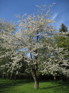 Kirschbaum Volkspark Pankow