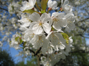 Kirschblüten Volkspark Pankow