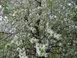 Blütenpracht im Volkspark Pankow