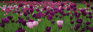 Tulipan im Britzer Garten
