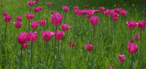 Tulipan im Britzer Garten