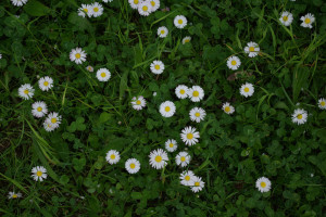 Gänseblümchen zwischen dem Klee