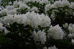 Rhododendron im Britzer Garten