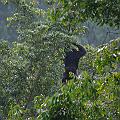 20080713-081123_Schimpansentour_Nyungwe_Nationalpark