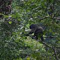 20080713-082503_Schimpansentour_Nyungwe_Nationalpark