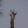 20080715-102846_maennliche_Massai_Giraffe_Akagera_Park
