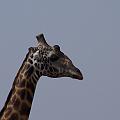 20080715-102951_maennliche_Massai_Giraffe_Akagera_Park