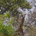20080715-114025_Massai_Giraffe_Akagera_Park