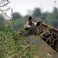20080715-115602_Massai_Giraffen_Akagera_Park