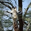 20080715-115623_junge_Massai_Giraffe