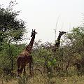 20080715-120640_Massai_Giraffen_Akagera_Park