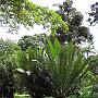 20080324-154150_Botanischer_Garten_Entebbe