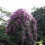 20080324-160859_Botanischer_Garten_Entebbe