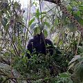 20080721-111250_Gorilla_Volcanoes_National_Park