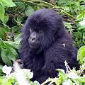 20080721-112734_maennlicher_Gorilla_vier_Jahre_Volcanoes_National_Park