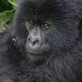 20080721-112838_maennlicher_Gorilla_vier_Jahre_Volcanoes_National_Park