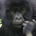 20080721-112858_maennlicher_Gorilla_vier_Jahre_Volcanoes_National_Park