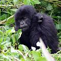 20080721-112910_maennlicher_Gorilla_vier_Jahre_Volcanoes_National_Park
