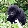 20080721-112912_maennlicher_Gorilla_vier_Jahre_Volcanoes_National_Park