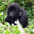20080721-112928_maennlicher_Gorilla_vier_Jahre_Volcanoes_National_Park