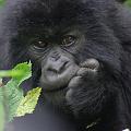 20080721-112953_maennlicher_Gorilla_vier_Jahre_Volcanoes_National_Park