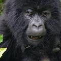 20080721-113006_maennlicher_Gorilla_vier_Jahre_Volcanoes_National_Park