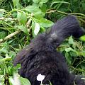 20080721-113159_maennlicher_Gorilla_vier_Jahre_Volcanoes_National_Park