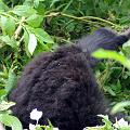 20080721-113209_maennlicher_Gorilla_vier_Jahre_Volcanoes_National_Park