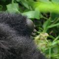 20080721-113251_maennlicher_Gorilla_vier_Jahre_Volcanoes_National_Park