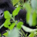 20080721-114114_Mutter_mit_Kind_Gorillas_Volcanoes_National_Park