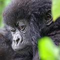 20080721-114247_Mutter_mit_Kind_Gorillas_Volcanoes_National_Park