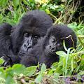 20080721-115327_Mutter_mit_Kind_Gorillas_Volcanoes_National_Park