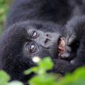 20080721-115500_Mutter_mit_Kind_Gorillas_Volcanoes_National_Park