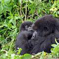 20080721-120213_Mutter_mit_Kind_Gorillas_Volcanoes_National_Park