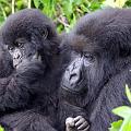 20080721-120703_Mutter_mit_Kind_Gorillas_Volcanoes_National_Park