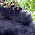 20080721-121107_Silberruecken_Gorilla_Volcanoes_National_Park