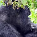 20080721-121132_Silberruecken_Gorilla_Volcanoes_National_Park