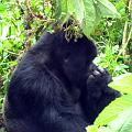 20080721-121140_Silberruecken_Gorilla_Volcanoes_National_Park