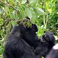 20080721-121151_Silberruecken_Gorilla_Volcanoes_National_Park