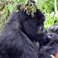 20080721-121158_Silberruecken_Gorilla_Volcanoes_National_Park