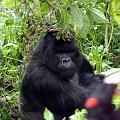 20080721-121251_Silberruecken_Gorilla_Volcanoes_National_Park