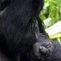 20080721-121325_Silberruecken_Gorilla_Volcanoes_National_Park