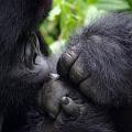 20080721-121355_Silberruecken_Gorilla_Volcanoes_National_Park