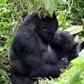 20080721-121730_Silberruecken_Gorilla_Volcanoes_National_Park