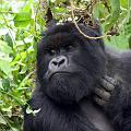 20080721-121757_Silberruecken_Gorilla_Volcanoes_National_Park