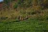20090602-181738_Uganda_tea_plantation_kids