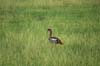 20090603-073950_QENP_Uganda_Egyptian_Goose