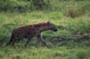 20090603-080536_QENP_Uganda_Spotted_Hyaena